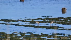 2022-06-11 crezeepolder 273